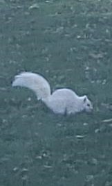 White Squirrel in Lakeshore