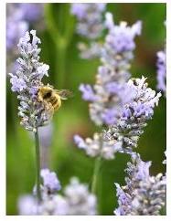 Lavender Farm