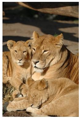 African Lion Safari - Lioness with two cubs resting