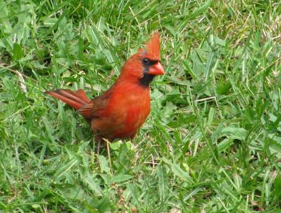 Cardinal