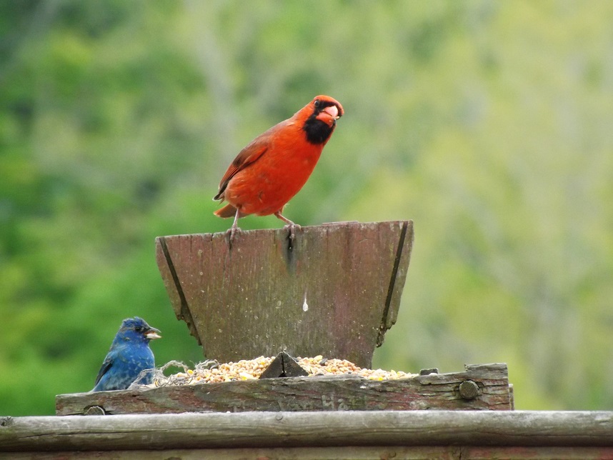 Cardinal and Indigo Bunting at bird feeder