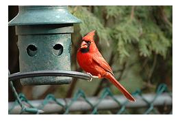 Male red Cardinal at backyard bird feeder eating seeds