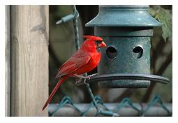 Male Cardinal at green bird feeder in a garden