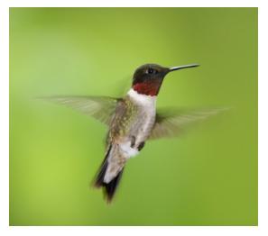 Male Ruby Throated hummingbird flying against a green background