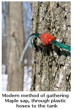 Modern method of collecting Maple Sap