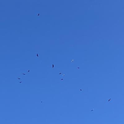 Part of Kettle of Migrating Turkey Vultures, Burlington, Ontario