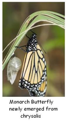 Monarch Butterfly emerging from the chrysalis