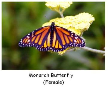 Female Monarch Butterfly on milkweed