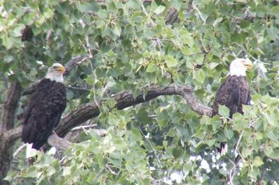 The pair of Bald Eagles together