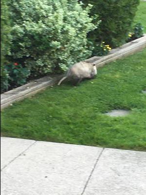 Possum in the morning, Ontario