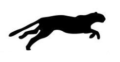 Mystery Big Cat