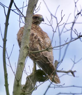 Mystery raptor in Toronto