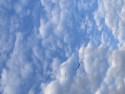 Tundra Swans flying over Wainfleet