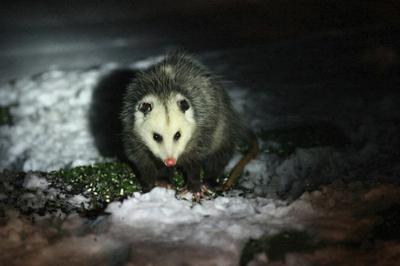 Possum in Grimsby, Ontario