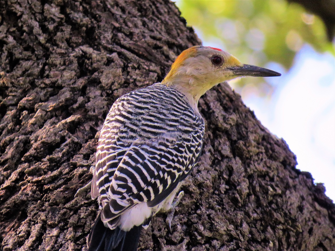 Ground feeding Northern Flicker