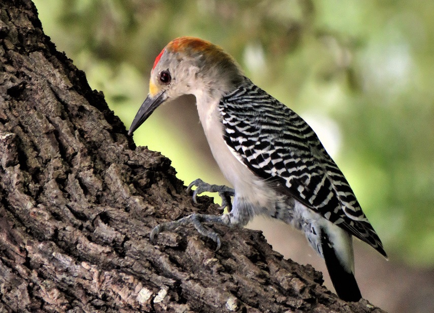 Northern Flicker feeding on fallen tree