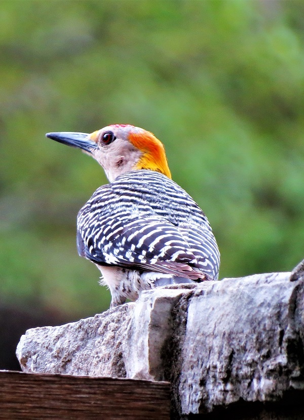 Common Flicker with green background