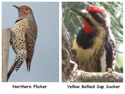 Flicker & Sapsucker