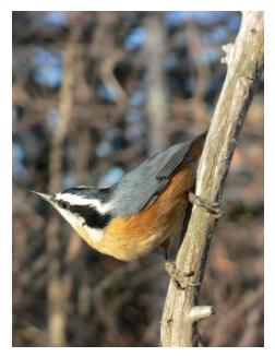 red breasted nuthatch standing on a branch