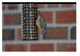 Ontario bird - Nuthatch at feeder