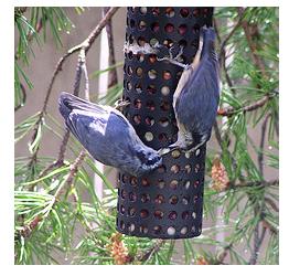nuthatches at the birdfeeder in a backyard