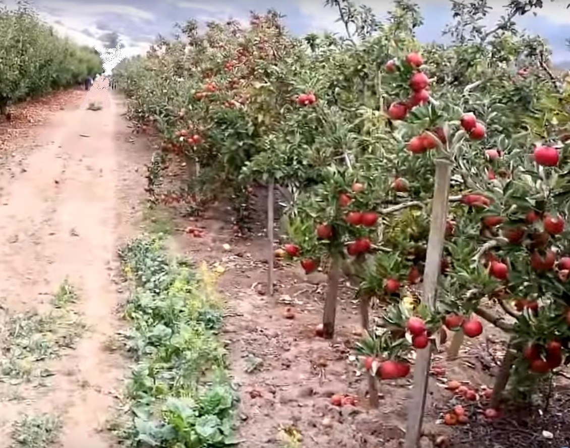 apple orchard and dusty road