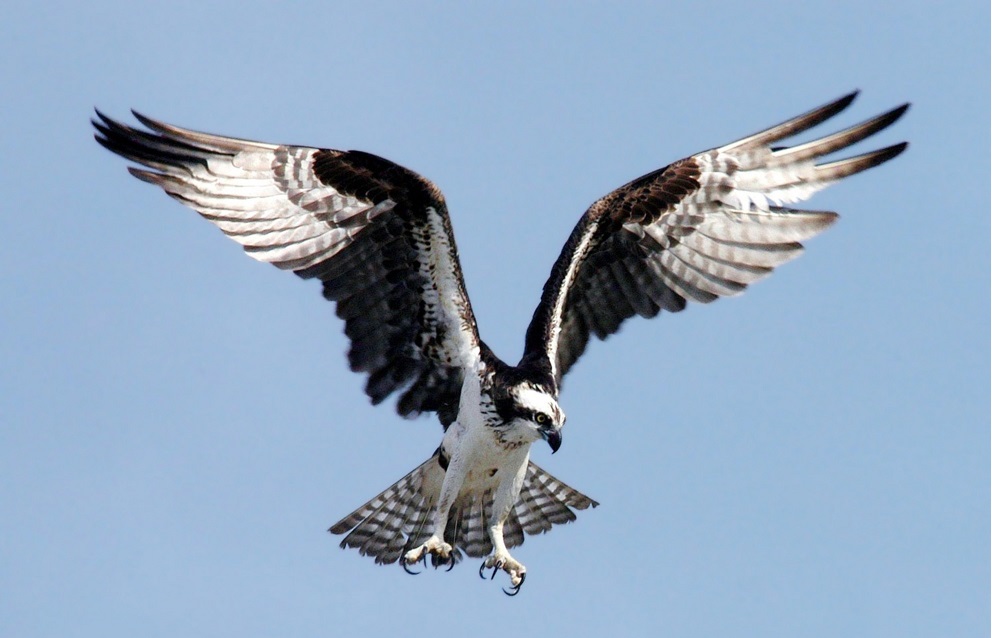 Osprey or Fish Eagle in flight showing black and white plumage Osprey or Fish Eagle in flight showing black and white plumage