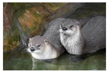A Pair of Otters
