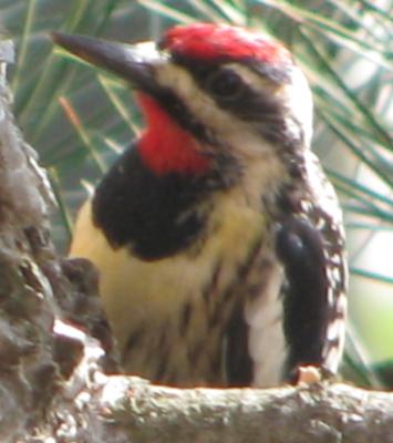 What is the name of this bird?