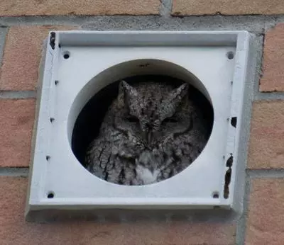 owl in dryer vent