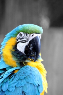 South American blue and yellow Macaw