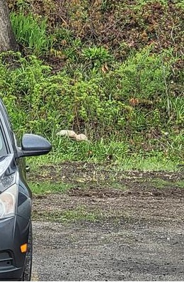 White Squirrel in Picton, Ontario White Squirrel in Picton, Ontario