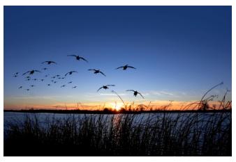 Geese at Point Pelee National park, Ontario