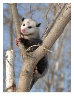 Ontario Possum in a tree, the Virginia Opossum in Ontario