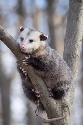 London, Ontario Possum