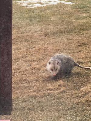 Opossum in Napanee