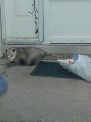 Possum in our front door