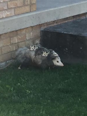 Possum Mother and babies