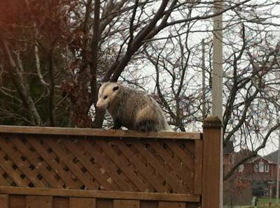 Georgetown Possum