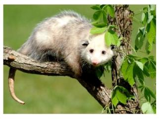 Possum in a tree in Canada, Opossum