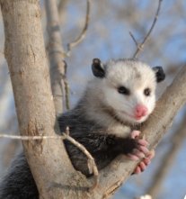 Opossum in a tree (also know as the Possum) 