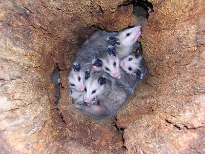 Possums in a tree stump, Ontario