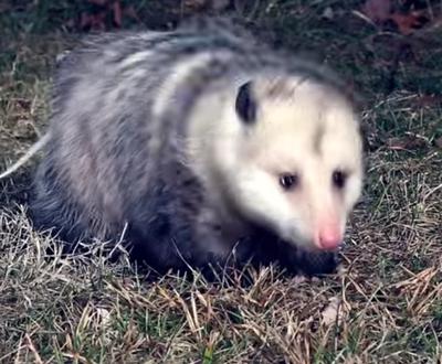 Opossum