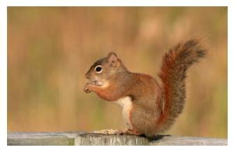 Red Squirrel eating nuts, Ontario