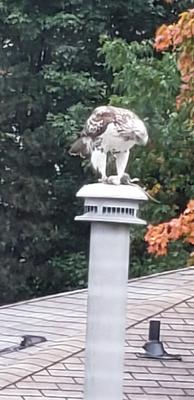 Red Tailed Hawk eating his prey
