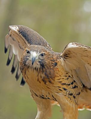 Red Tailed Hawk