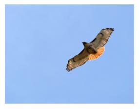 Red tail hawk in flight showing red tail against a blue sky background