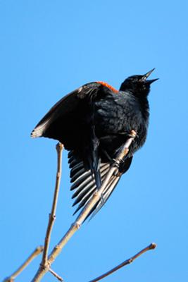 Red-winged Blackbird (Agelaius phoeniceus), Port Dover