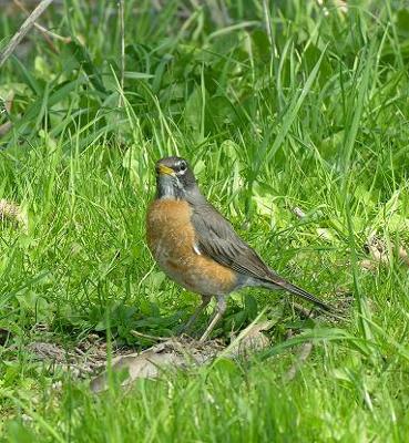 Summertime Robin