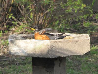 Robin in birdbath
